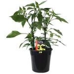 180mm Chilli Jalapeno - Capsicum annuum