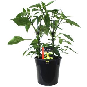 180mm Chilli Jalapeno - Capsicum annuum