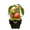 100mm Capsicum Chinese Giant - Capsicum annuum