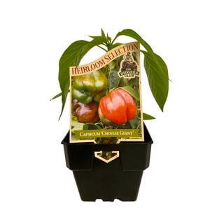 100mm Capsicum Chinese Giant - Capsicum annuum