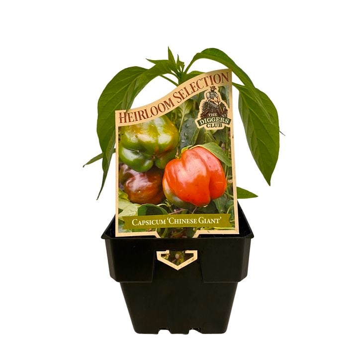 100mm Capsicum Chinese Giant - Capsicum annuum