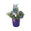 140mm Lithodora Baby Blue - Lithodora diffusa