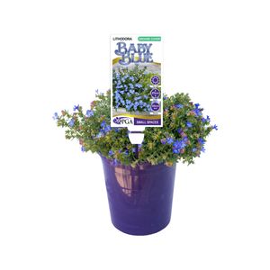 140mm Lithodora Baby Blue - Lithodora diffusa