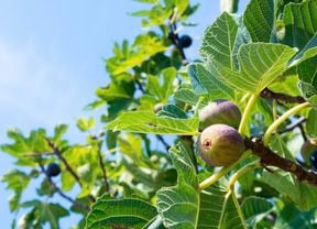 Fig tree with two ripening figs.