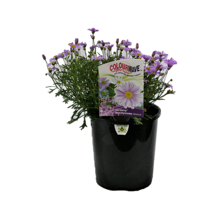 1.5L Colourwave Surdaisy Brachyscome Mauve - Brachyscome