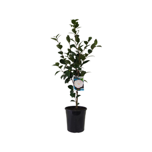 200mm Camellia Grace Albritton - Camellia japonica