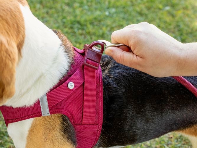 lead being hooked up to the dogs harness