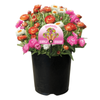 Gardening Solutionz 19cm Triple Treat Bracteantha