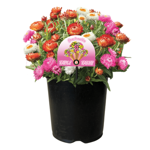 Gardening Solutionz 19cm Triple Treat Bracteantha