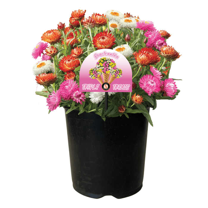 Gardening Solutionz 19cm Triple Treat Bracteantha