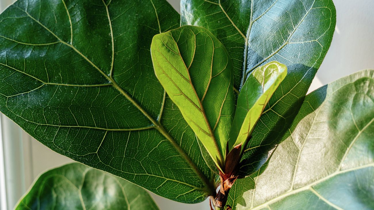 Close up of fiddle-leaf fig plant leaves with new growth.