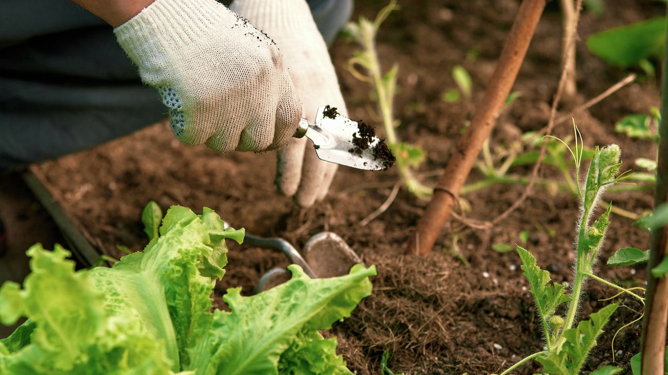 A pair of hands plant vegetables in a garden
