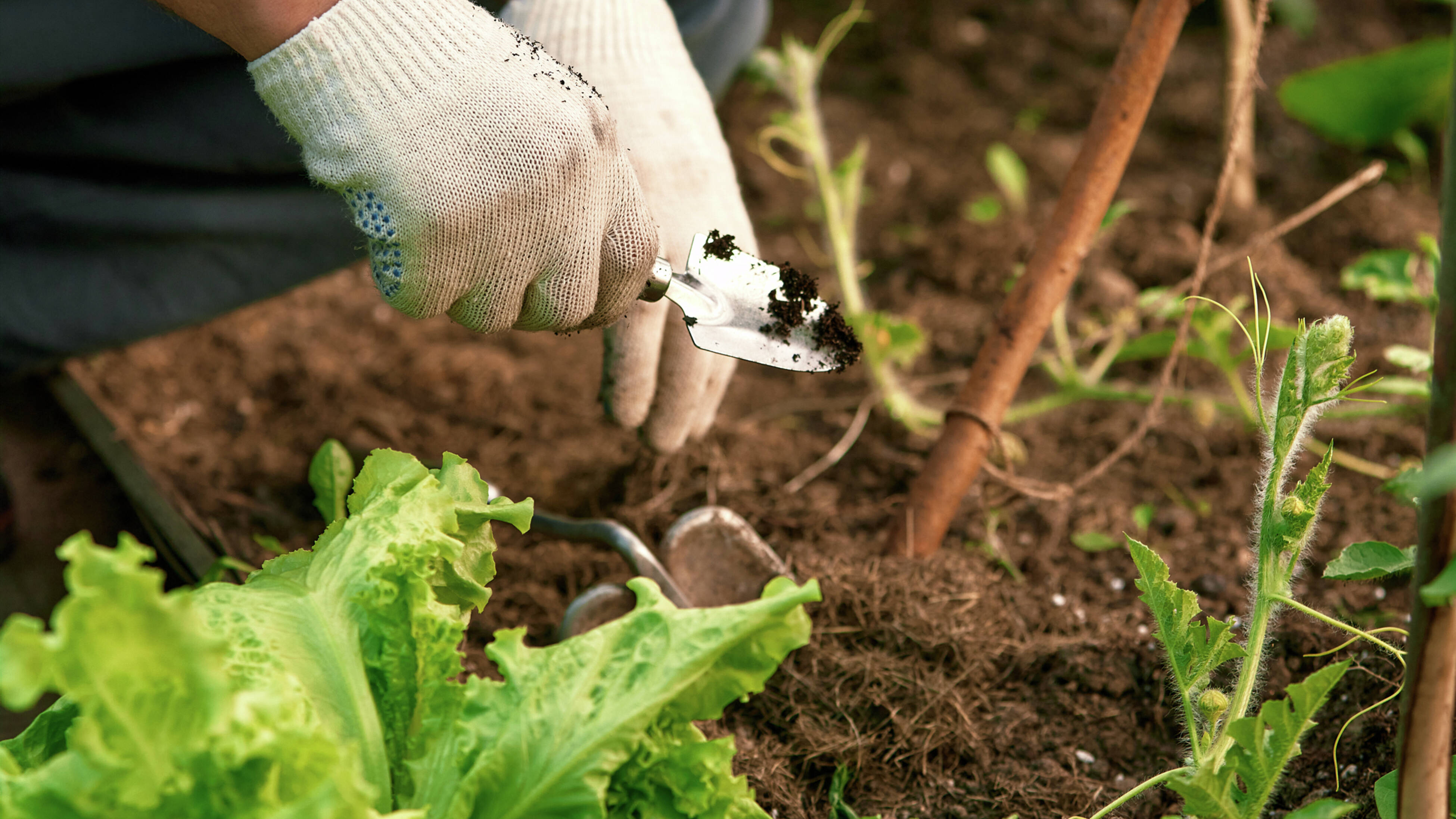 A pair of hands plant vegetables in a garden
