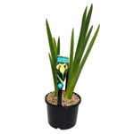 Water Plants
