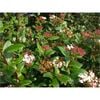 140mm Viburnum - Viburnum tinus