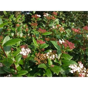 140mm Viburnum - Viburnum tinus