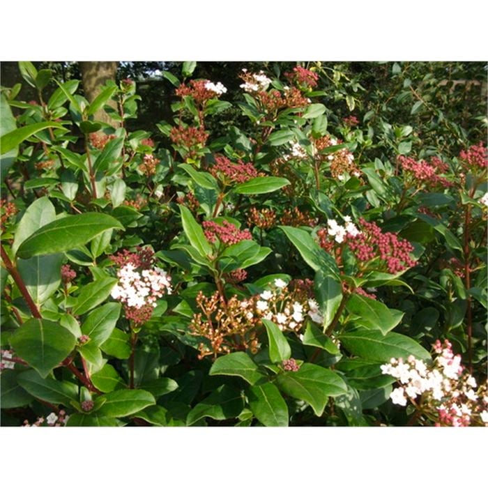 140mm Viburnum - Viburnum tinus
