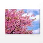 Bloom Cherry Blossom Trees Print 100% Australian Made 75x50cm (Stretched Canvas)