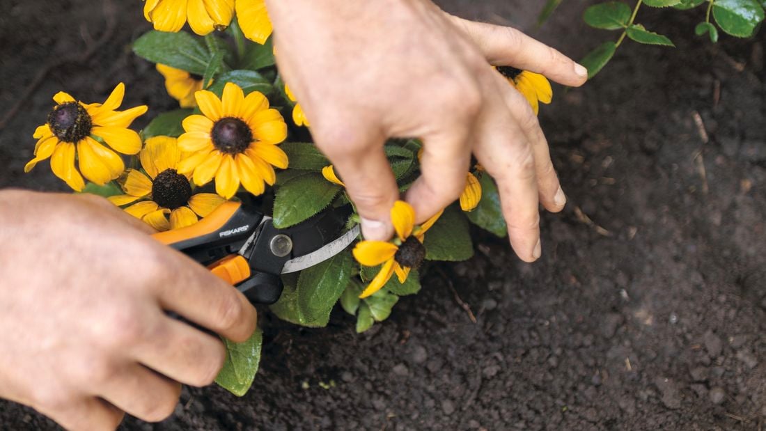 hand using pruner to strip thorns from a green plant