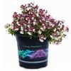 1.5L Nemesia Raspberries & Cream - Nemesia