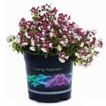 1.5L Nemesia Raspberries & Cream - Nemesia