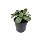 120mm Silver Prayer Plant - Maranta Amagris 