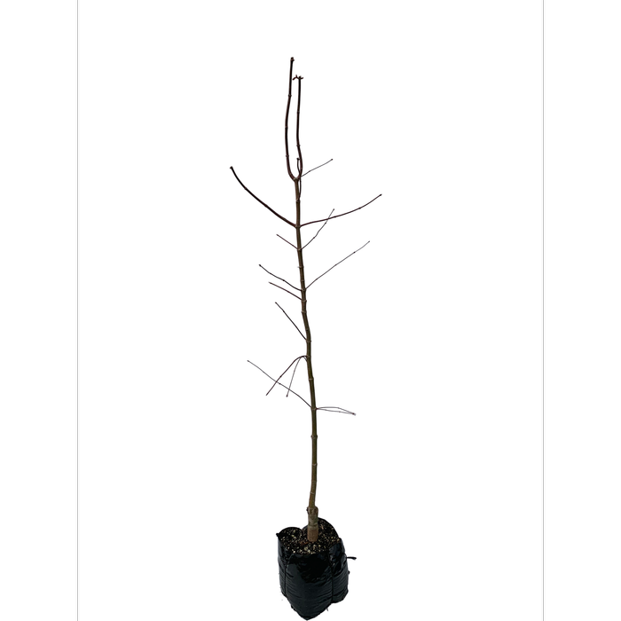 600mm Maple - Acer palmatum Burgandy Lace