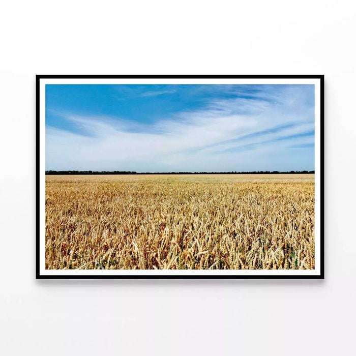 Large Field Of Crops under Sky  Print 100% Australian Made 120x90cm  (Poster)