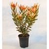 350mm Leucadendron Copper Tone - Leucadendron salignum x laureolum