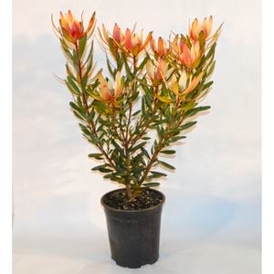 350mm Leucadendron Copper Tone - Leucadendron salignum x laureolum
