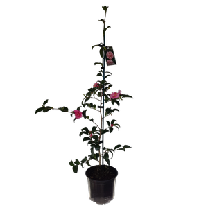 2L Camellia Jennifer Susan - Camellia sasanqua