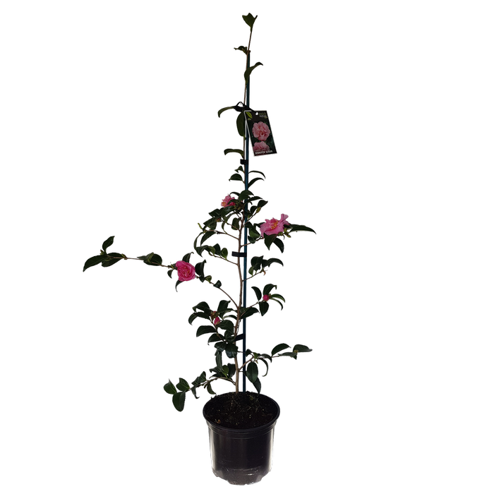 2L Camellia Jennifer Susan - Camellia sasanqua