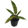125mm Ring Of Fire - Philodendron serratum