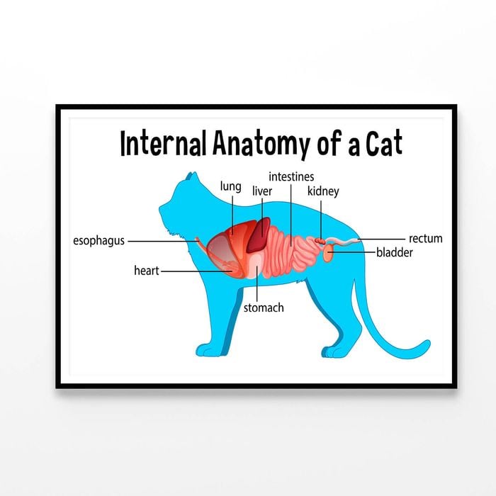 Anatomy Of a Domestic Cat Illustration  Print 100% Australian Made 90x60cm  (Poster)