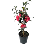 200mm Camellia Kumasaka - Camellia japonica