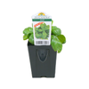 7cm Basil - Ocimum Basilicum
