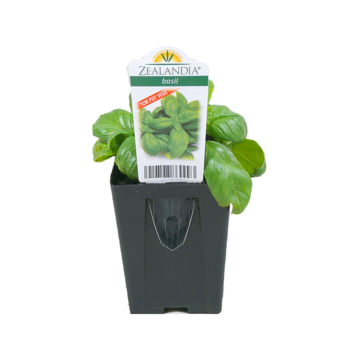 7cm Basil - Ocimum Basilicum