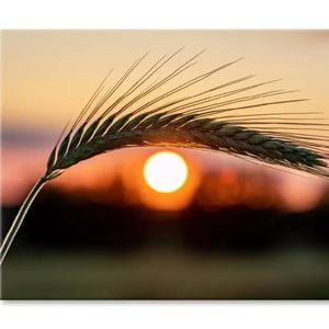 Barley Ear On a Background  Print 100% Australian Made 150 x 100cm  (Stretched)