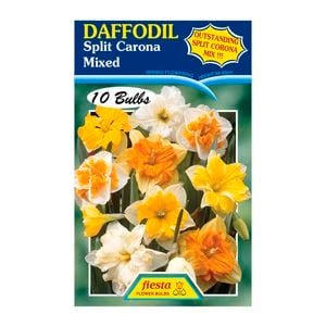 Daffodil Split Corona - 10 Bulbs