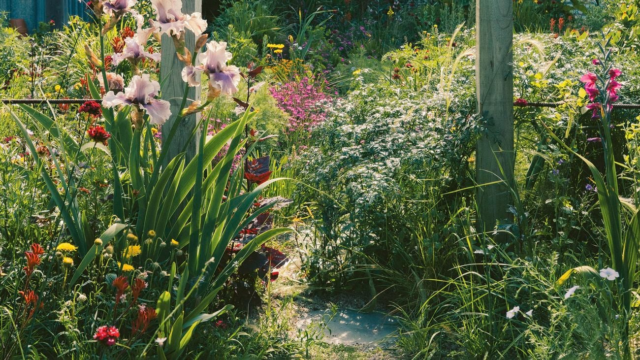 A vibrant wild flower garden full of colourful flowers and greenery, featuring a gravel path leading through two wooden posts