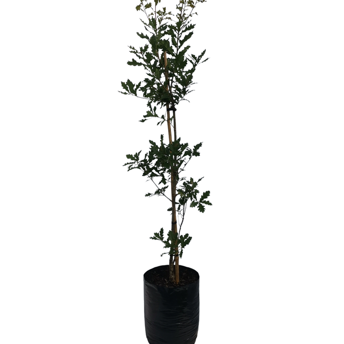 Bagged Oak - Quercus Assorted PB18