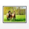 Horses Frolic In Paddock  Print 100% Australian Made 120x90cm  (Poster)