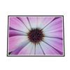 Galrie Vibrant Violet Pollen Fine Art Prints for Home Decor, Black Frame, A2 42 x 60cm (16 x 24inch)