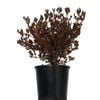 2L Coprosma Pacific Sunset - Coprosma repens