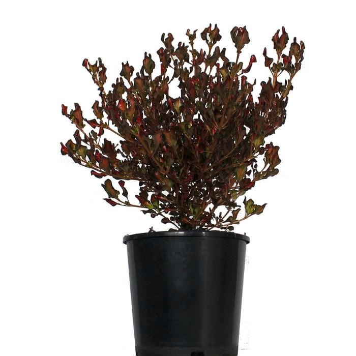 2L Coprosma Pacific Sunset - Coprosma repens