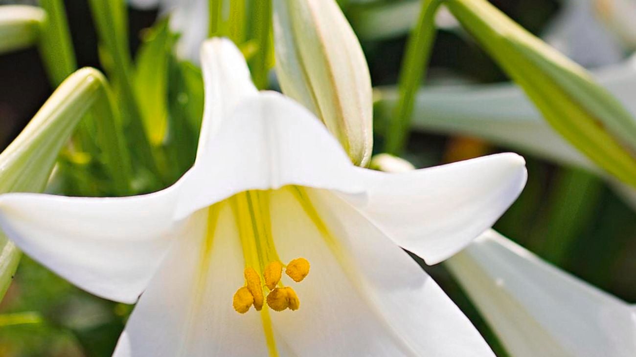 Close up of a white Christmas Lily flower.