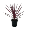 2.5L Cabbage Tree - Cordyline paso Doble