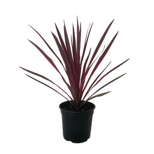 2.5L Cabbage Tree - Cordyline paso Doble
