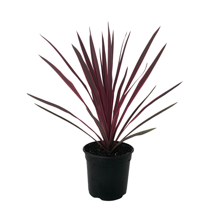 2.5L Cabbage Tree - Cordyline paso Doble
