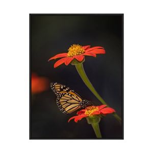 Artey | Butterfly Portrait X - Framed Canvas - Black Frame - 60 x 80cm